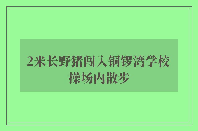 2米长野猪闯入铜锣湾学校 操场内散步