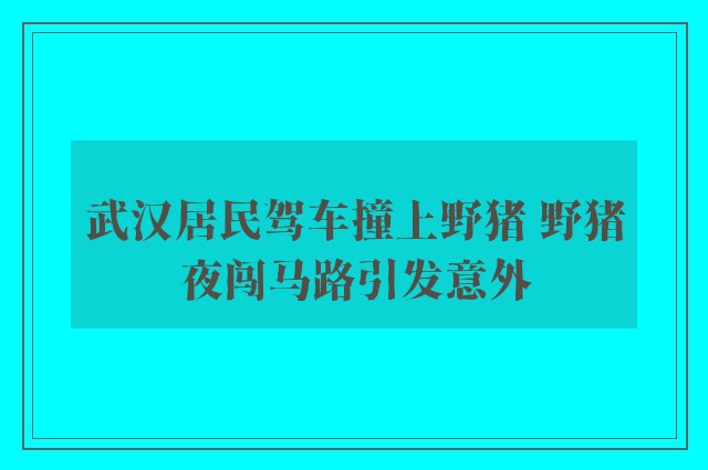 武汉居民驾车撞上野猪 野猪夜闯马路引发意外