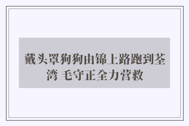 戴头罩狗狗由锦上路跑到荃湾 毛守正全力营救