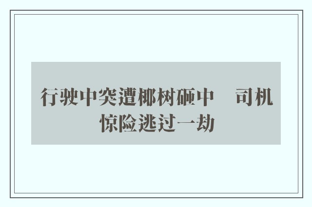 行驶中突遭椰树砸中　司机惊险逃过一劫